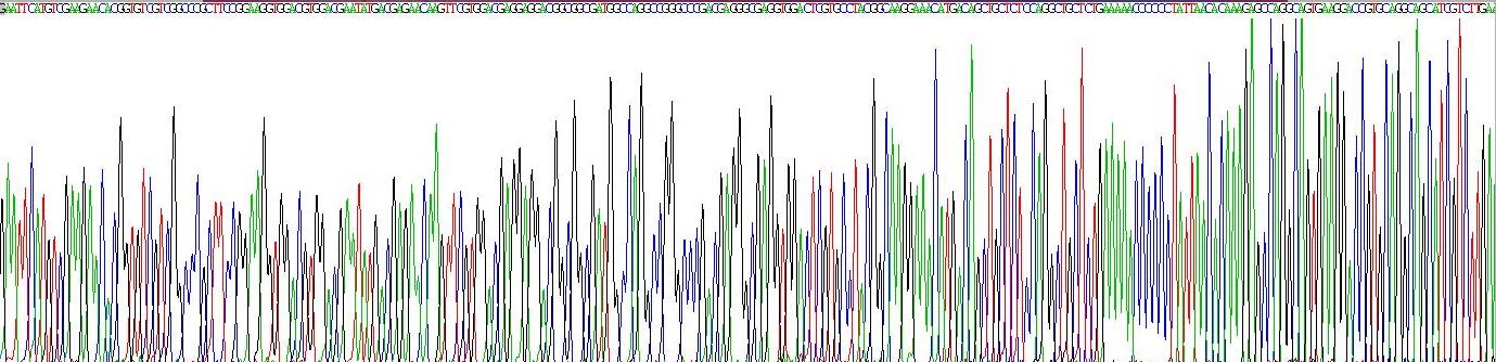 Recombinant Actin Related Protein 2/3 Complex Subunit 5 (ARPC5)