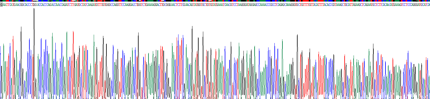 Recombinant CUGBP Elav Like Family, Member 1 (CELF1)
