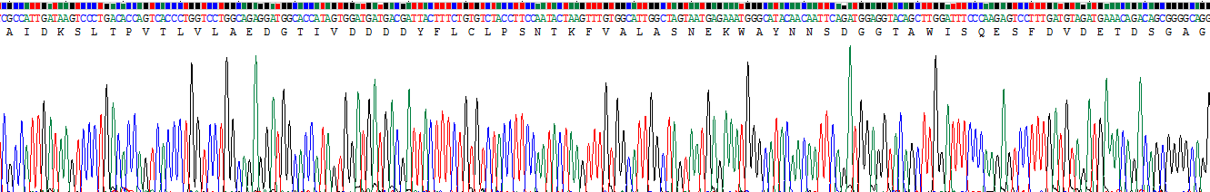 Recombinant DNA Fragmentation Factor Subunit Alpha (DFFa)