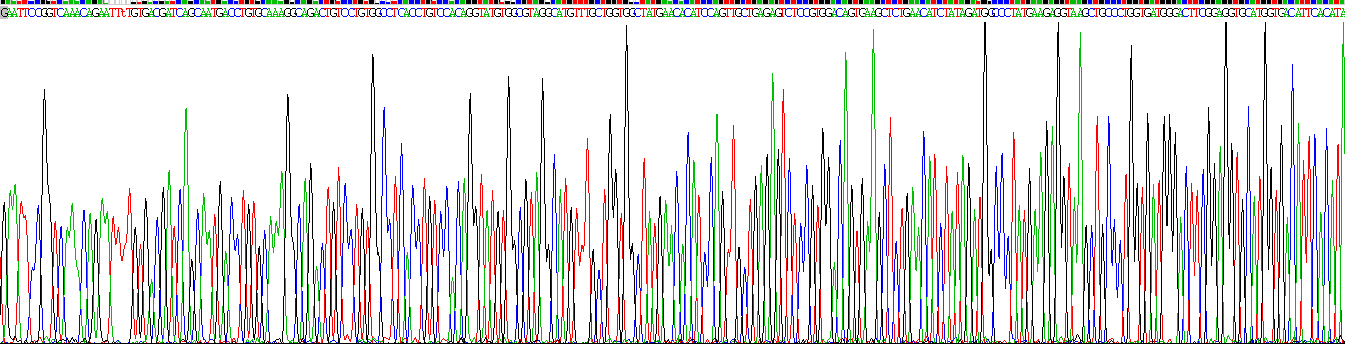 Recombinant Dermatan Sulfate Epimerase (DSE)