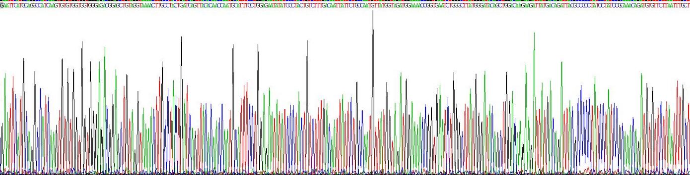 Recombinant Ras Related C3 Botulinum Toxin Substrate 1 (Rac1)