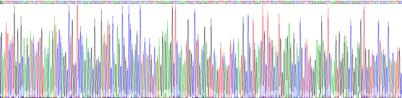 Recombinant Wingless Type MMTV Integration Site Family, Member 7A (WNT7A)