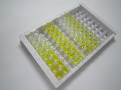 ELISA Kit for IQ Motif Containing GTPase Activating Protein 1 (IQGAP1)