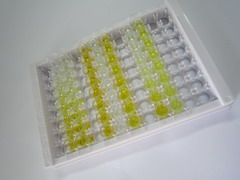 ELISA Kit for L-Type Amino Acid Transporter 1 (y+LAT1)