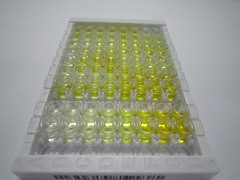 ELISA Kit for Glutamate Receptor, Ionotropic, AMPA 4 (GRIA4)