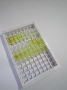 ELISA Kit for Sorting Nexin 17 (SNX17)