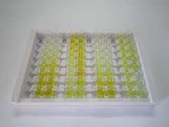 ELISA Kit for Claudin 4 (CLDN4)
