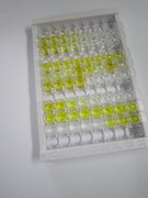 ELISA Kit for Carboxypeptidase B1, Tissue (CPB1)