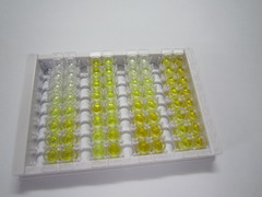 ELISA Kit for Carboxypeptidase N2 (CPN2)