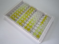 ELISA Kit for Protein Phosphatase, Mg2+/Mn2+ Dependent 1A (PPM1A)