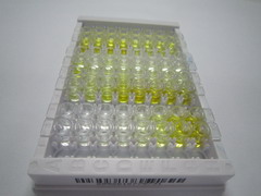 ELISA Kit for Jumping Translocation Breakpoint Protein (JTB)
