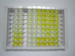 ELISA Kit for NANOG Homeobox Protein (NANOG)