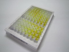 ELISA Kit for Smad Specific E3 Ubiquitin Protein Ligase 2 (SMURF2)