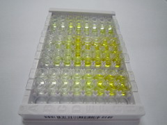 ELISA Kit for Autophagy Related Protein 12 (ATG12)