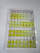 ELISA Kit for Upregulator Of Cell Proliferation (URGCP)