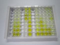 ELISA Kit for Proliferation Associated Protein 2G4 (PA2G4)