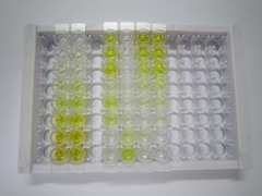 ELISA Kit for Cementum Protein 1 (CEMP1)
