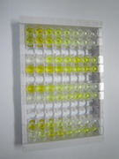 ELISA Kit for Endo Beta-N-Acetylglucosaminidase (ENGASE)