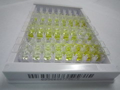 ELISA Kit for Carbon Catabolite Repression 4 Like Protein (CCRN4L)