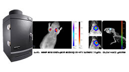 Small Animal In Vivo Imaging Experiment Service