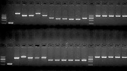 Cloning/PCR Experiment Service