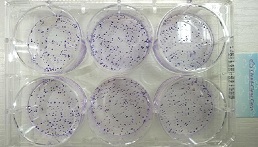 Cell Colony Formation Assay Service