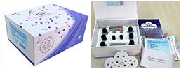 ELISA Kit for Endothelin 1 (EDN1)