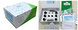 ELISA Kit for Interleukin 13 (IL13)