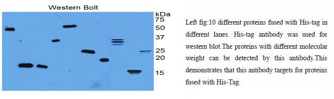 Epitope Tags Monoclonal Antibody-useful tools for fusion recombinant protein detection